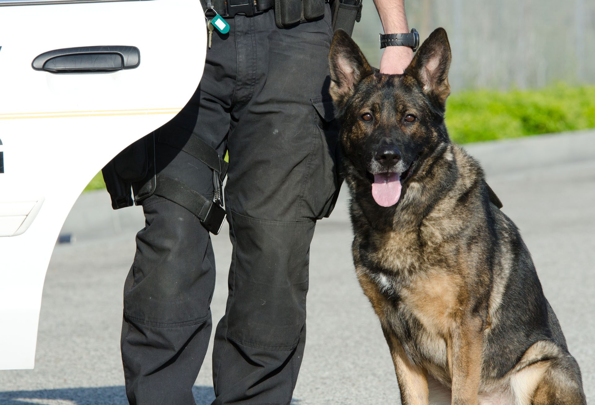 Dog Handler - T-Class.co.uk