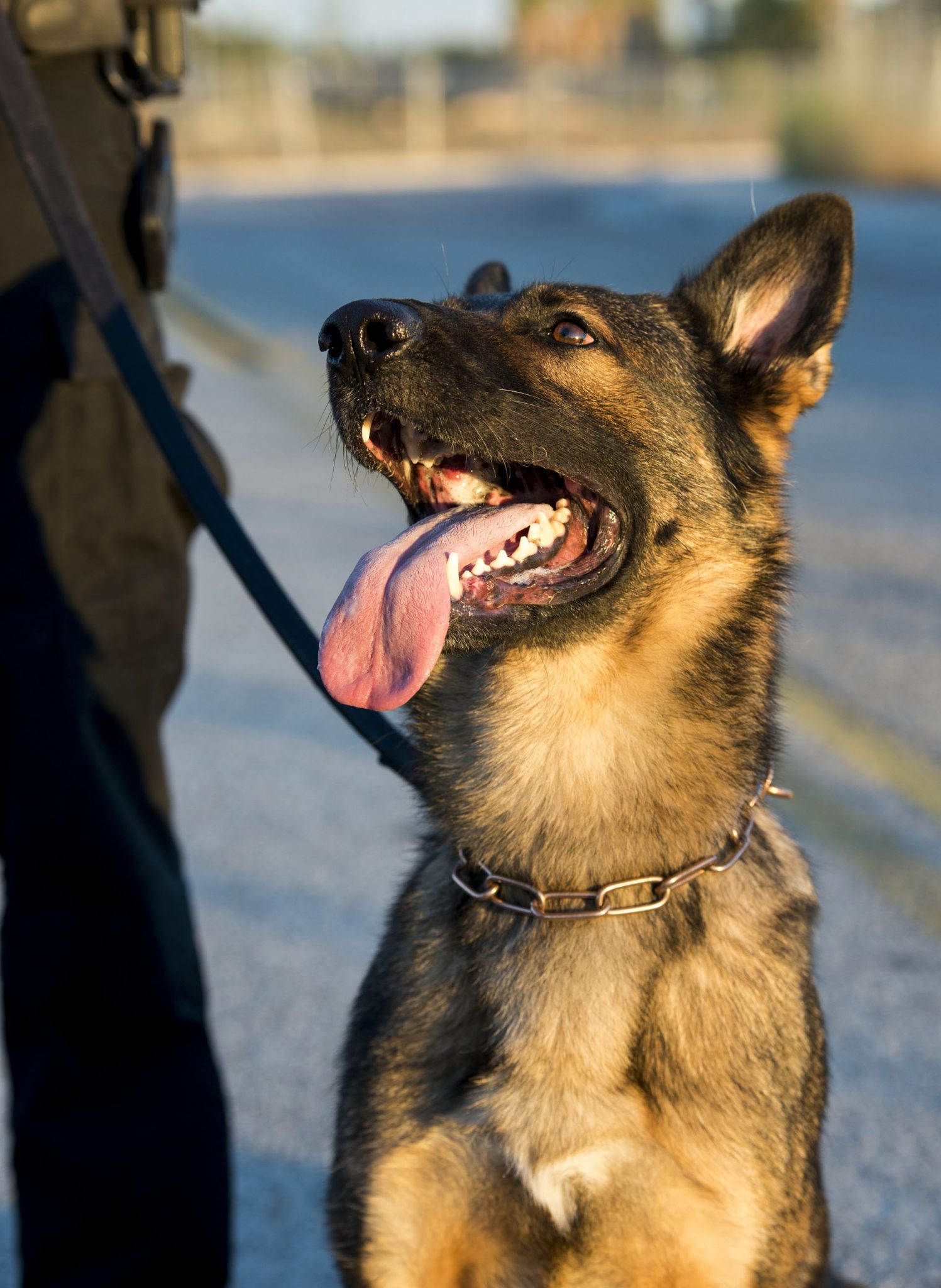 Security Dog - T-Class.co.uk
